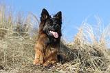 BERGER ALLEMAND 068